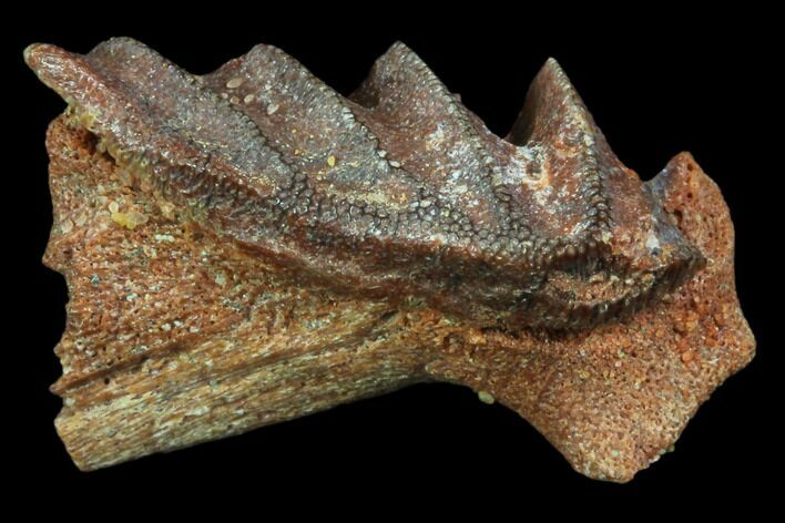 Cretaceous Lungfish (Ceratodus) Tooth Plate #81177